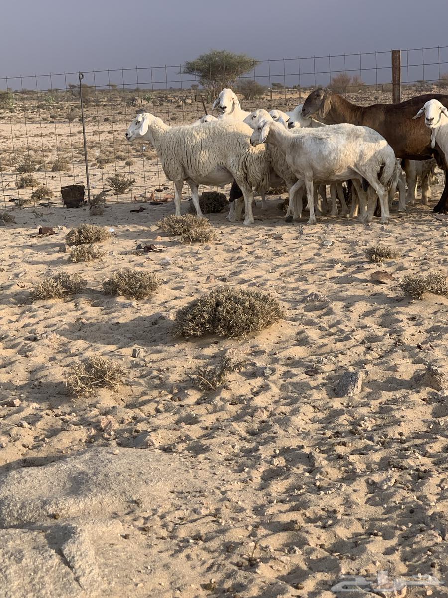 Free-range wild sheep for sale in Taif Al-Sudaira64454151406849113
