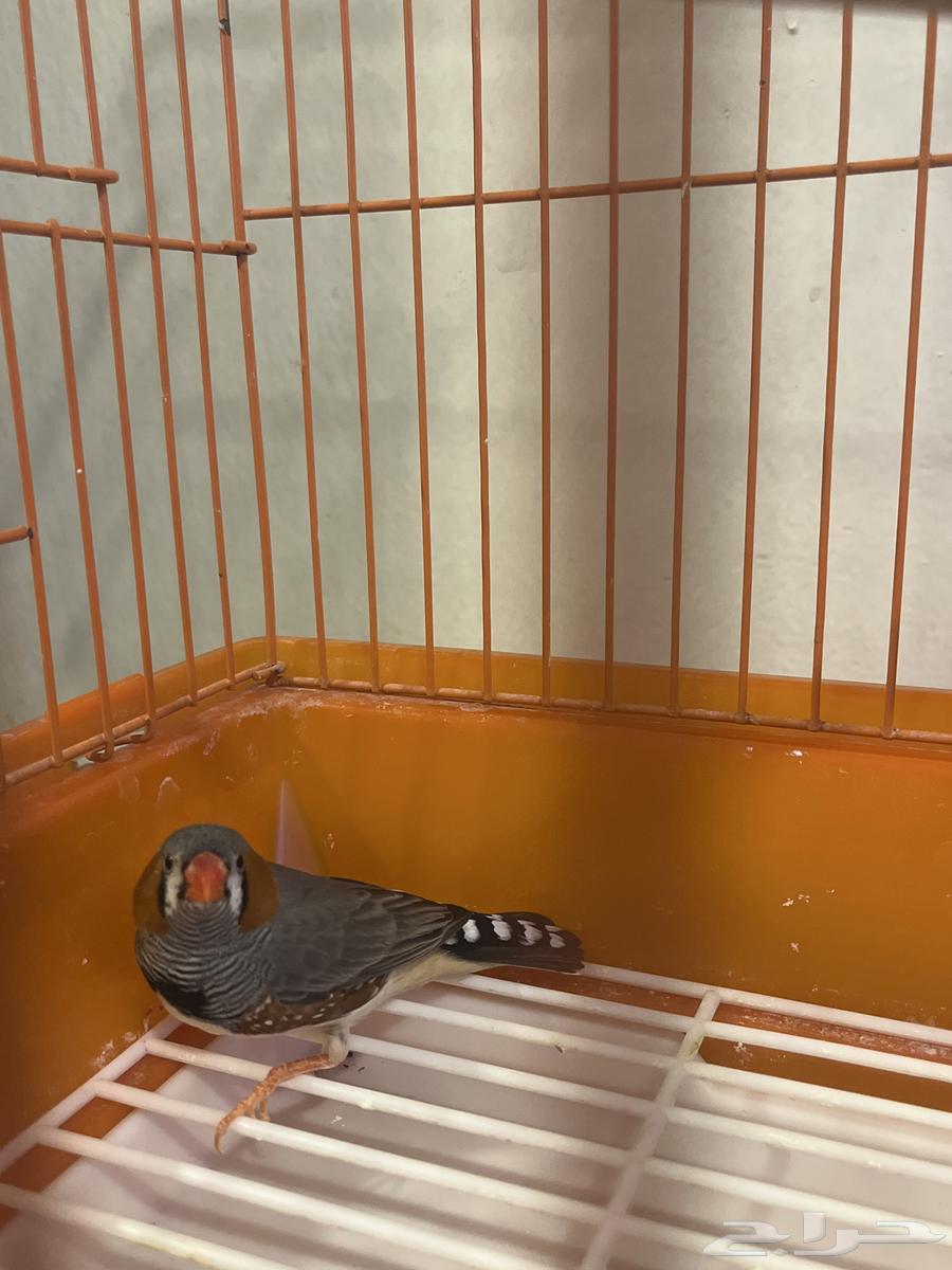 Zebra Bird64455126938754110