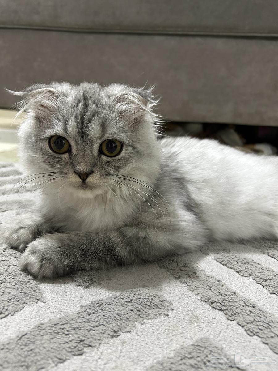 سكوتش للبيع   عمره 5 شهور تقريبا64449757029506110