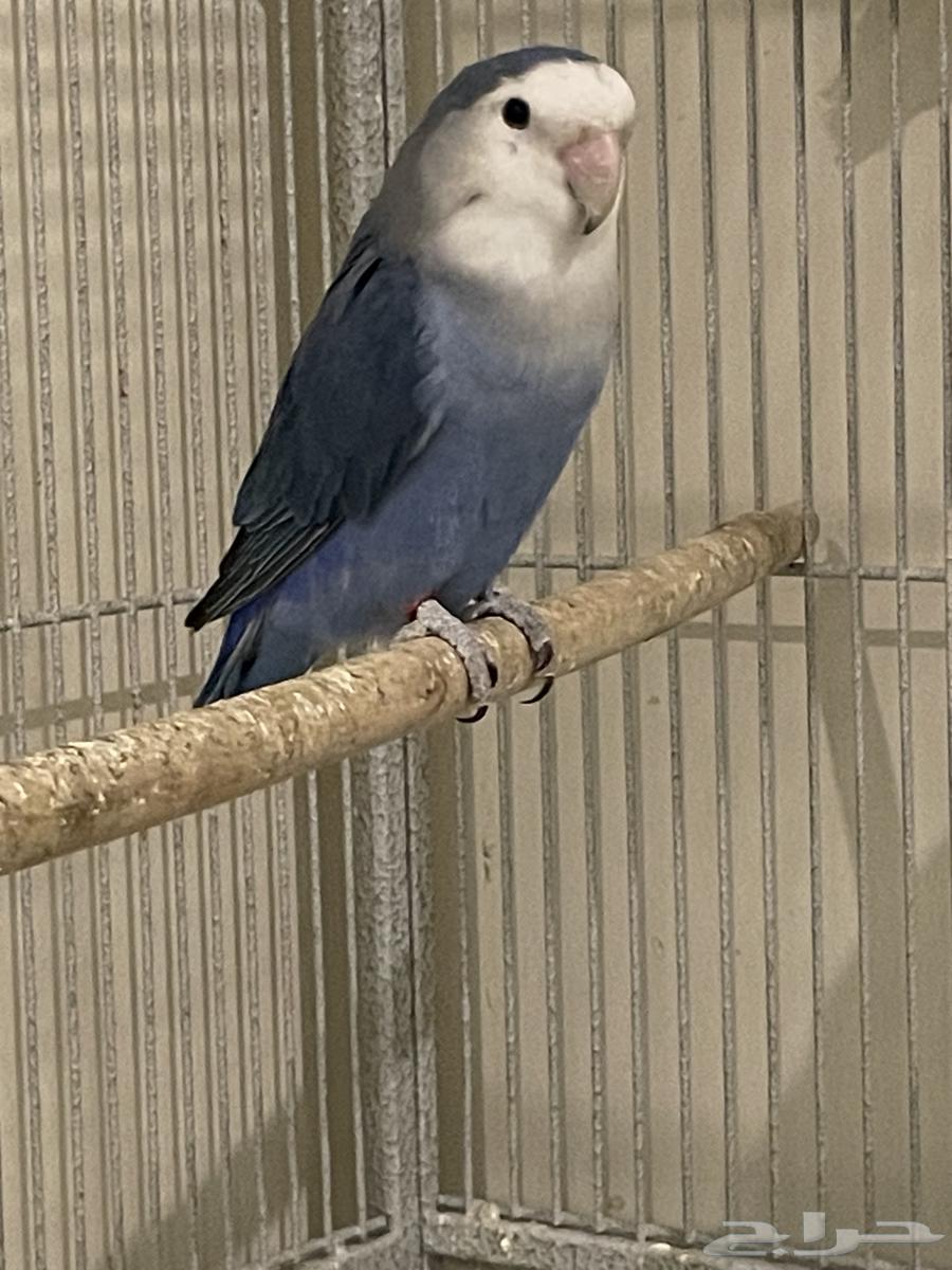 أنثى روز دارك بلو منتجه64452847802241110