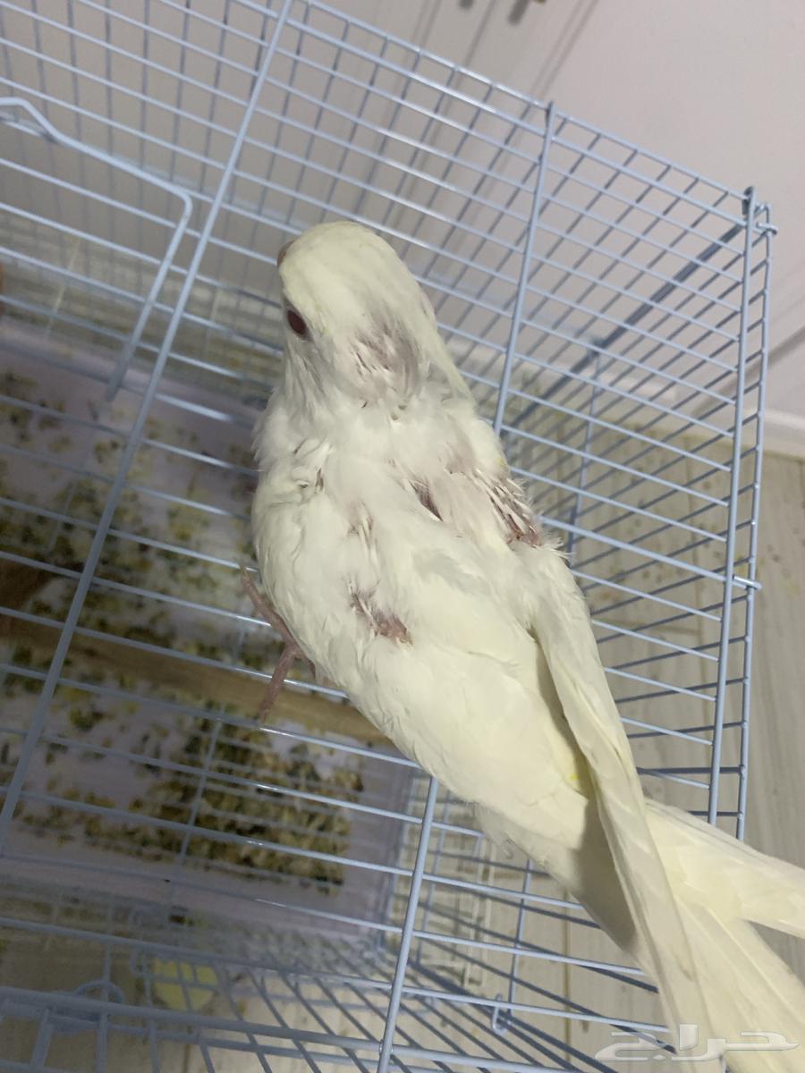 فرخ كروان البينو ( تم البيع )64456171764227111