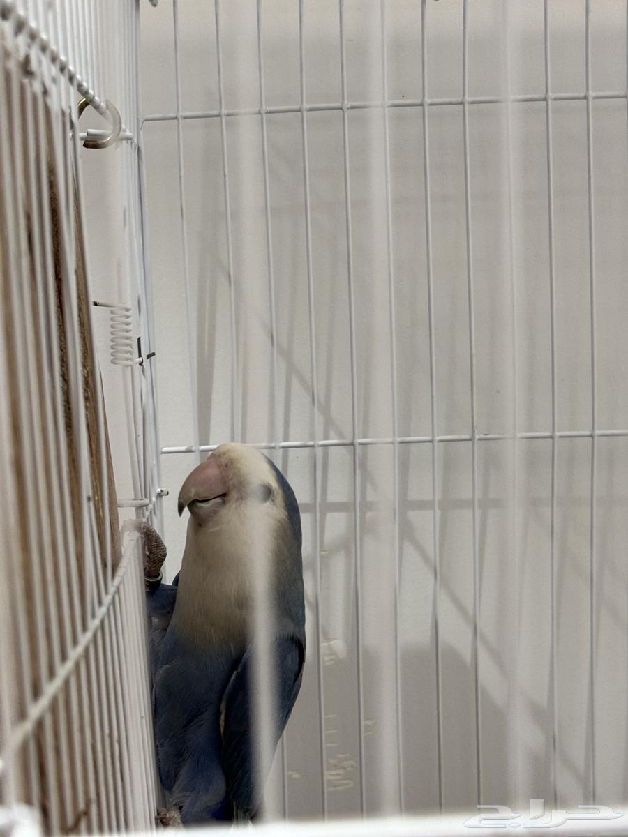 My breeding pair with eggs64454577998465112