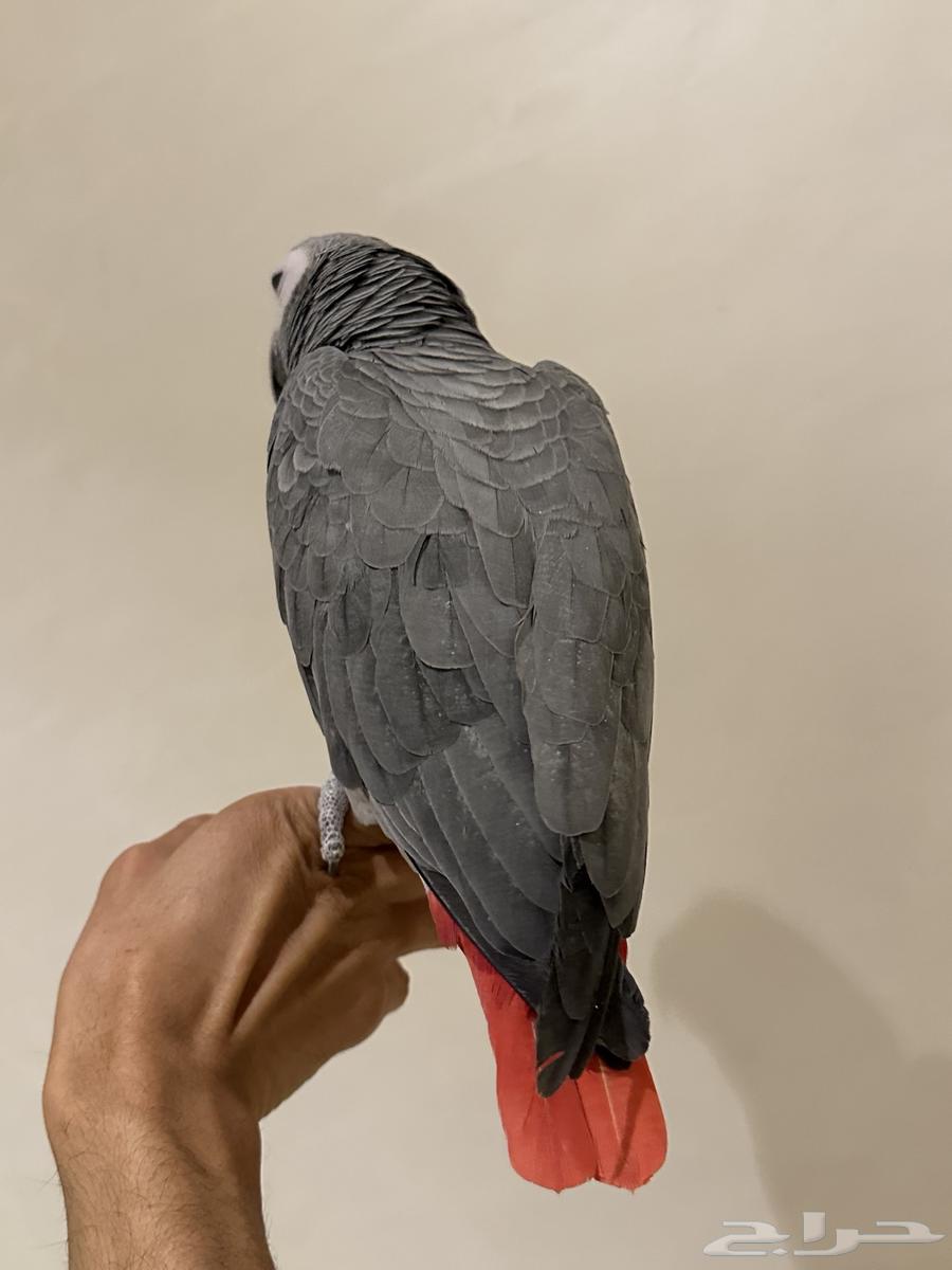 فرخ كاسكو كبتن ( تم البيع )64451002167811111