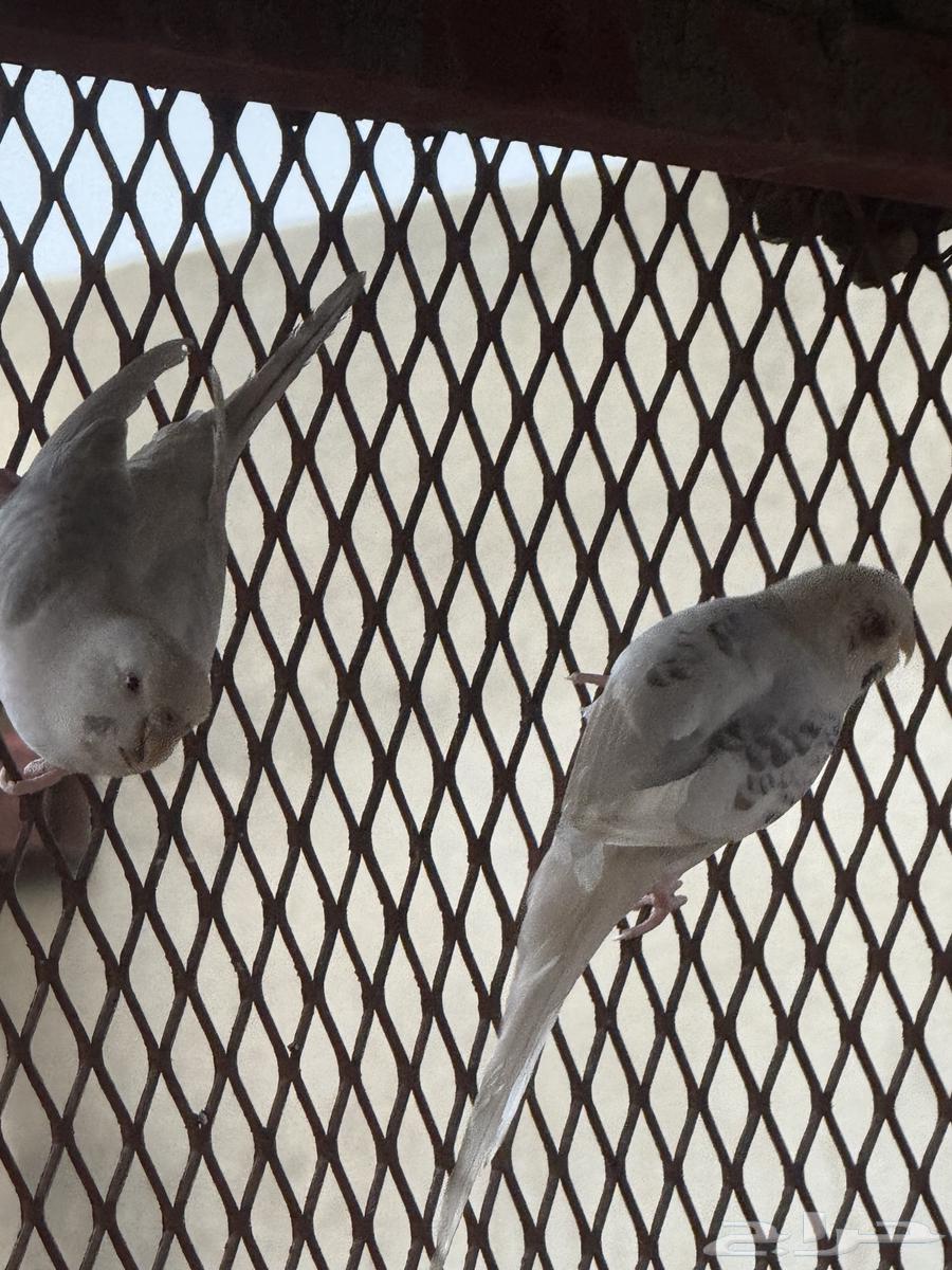 طيور بادحي(الحب)64455072738049112