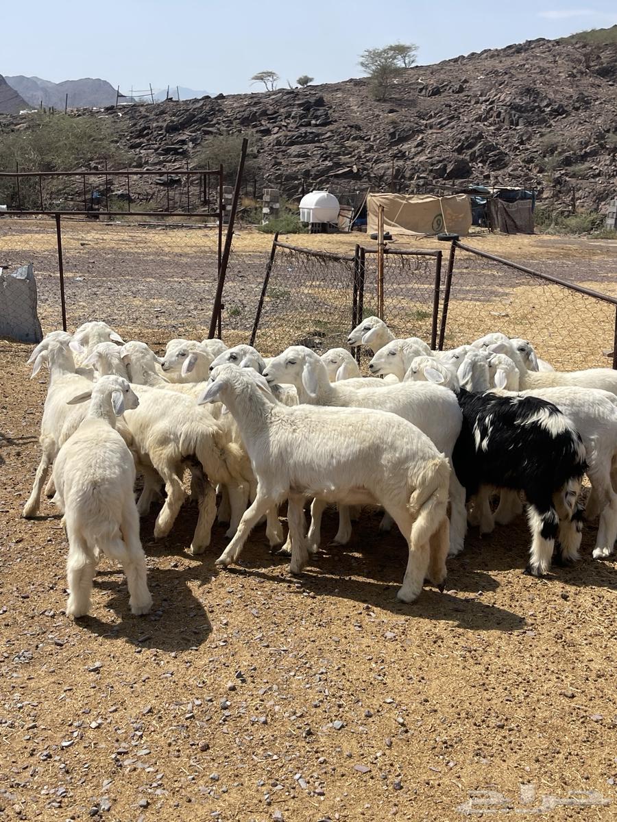 رخال ( تم البيع )64453024776578110