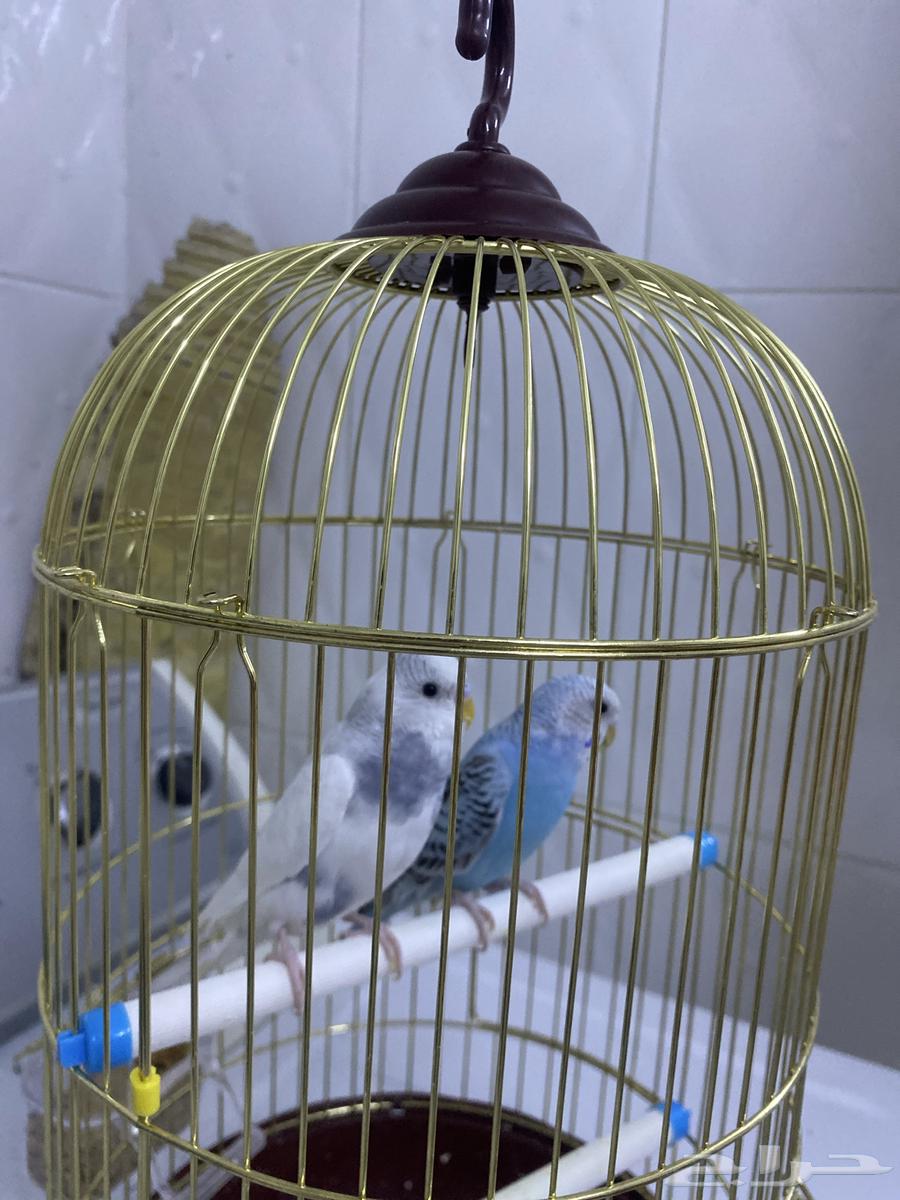 زوج بادجي للبيع 250غير اليفه64452929831170110