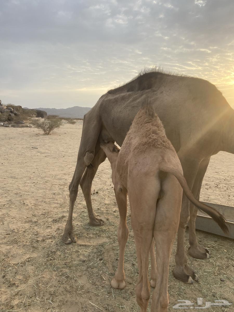 قعدان للبيع64457391583105113