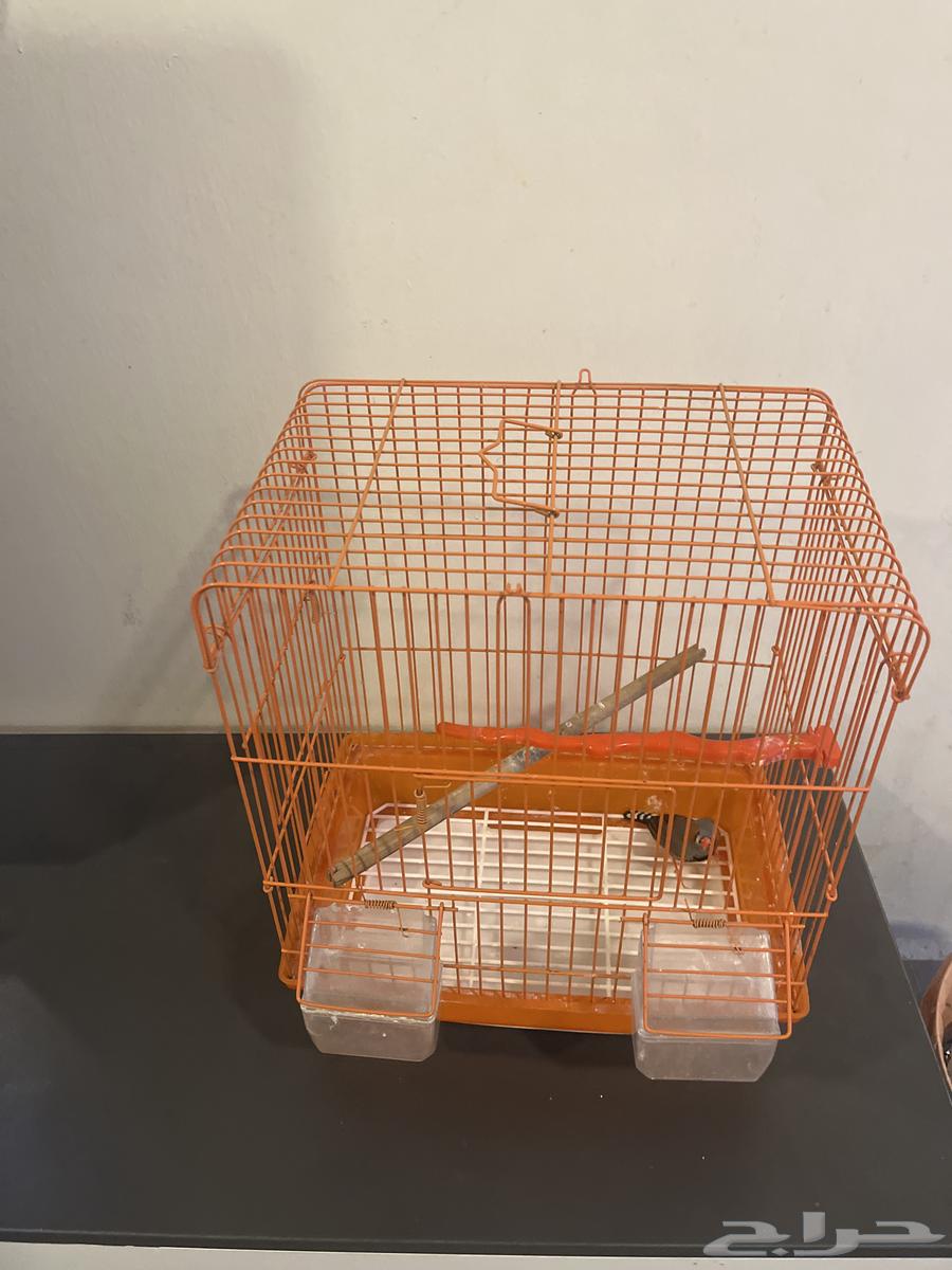 Zebra Bird64455126938754111