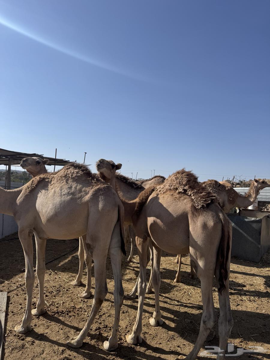 قعدان للبيع64451740960259111