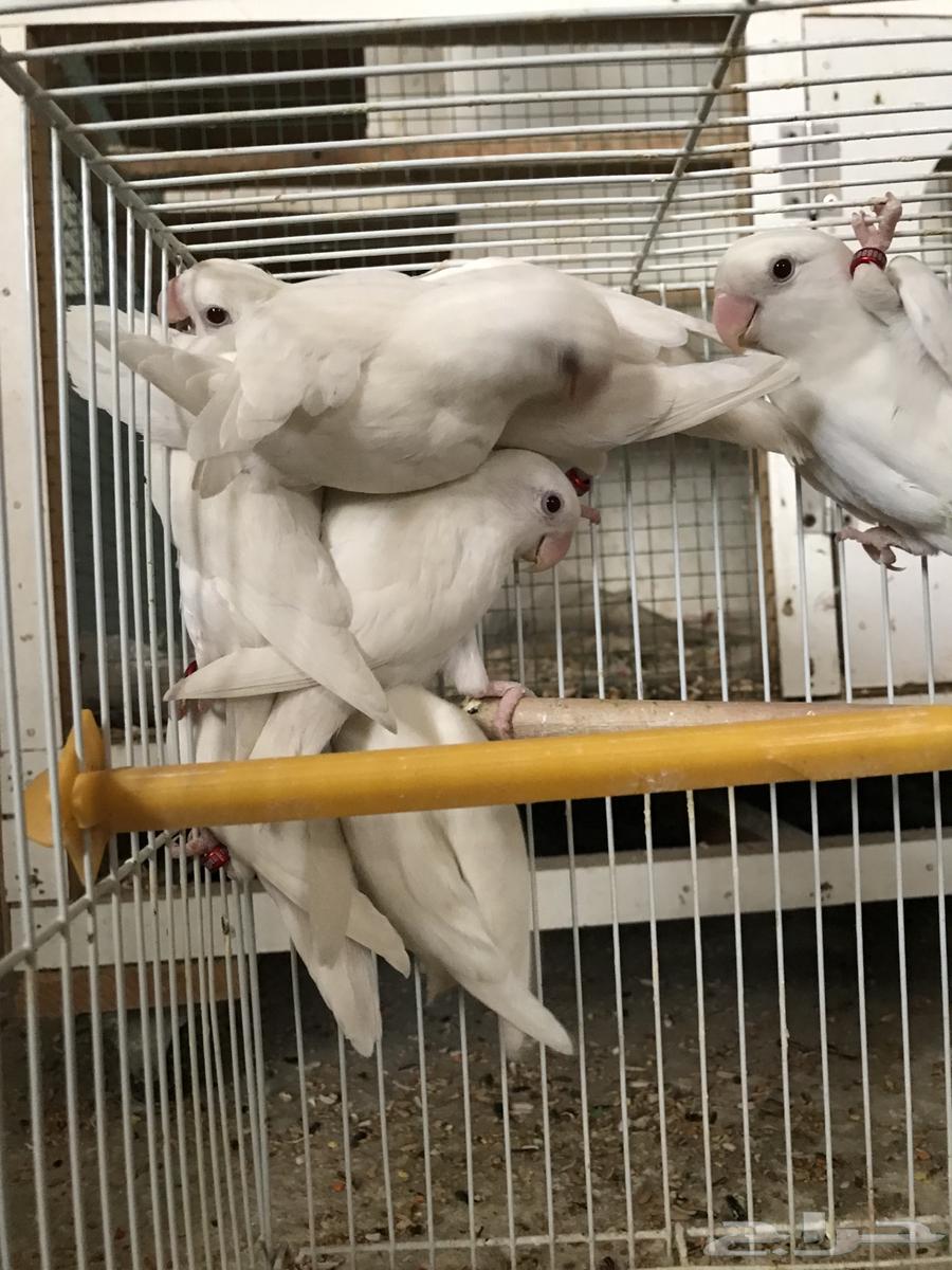 Day64452495742977110