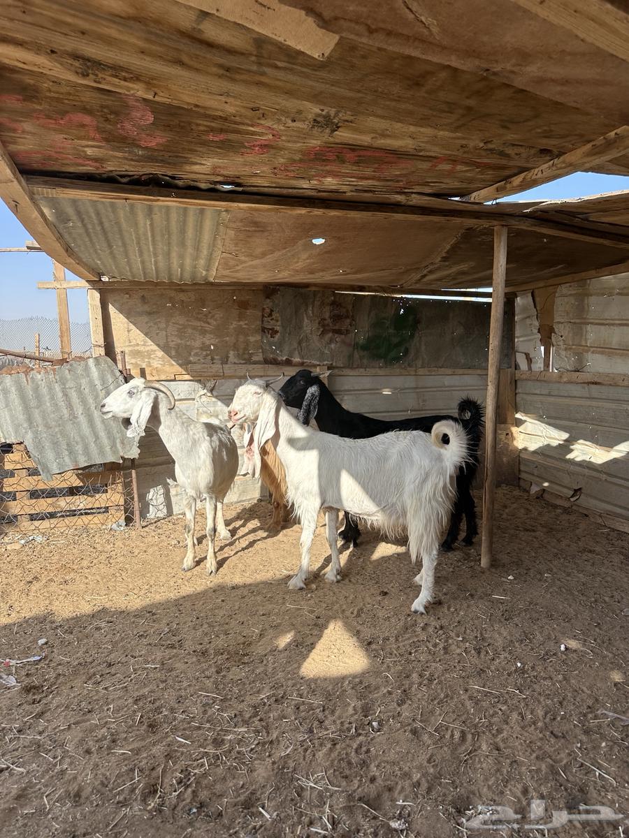 Goat Mashariq Dafee64451109634307110