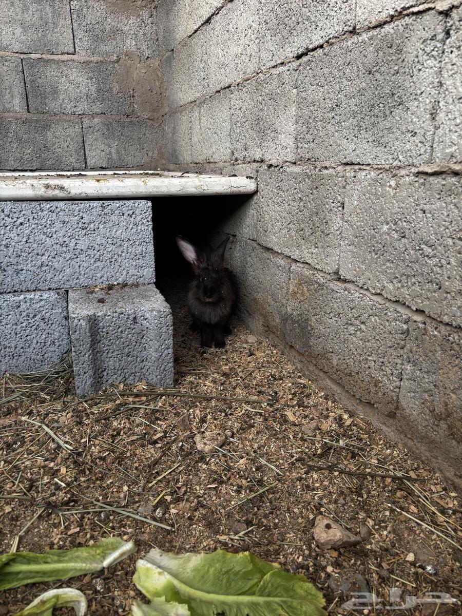 ارانب للبيع64456157934467112