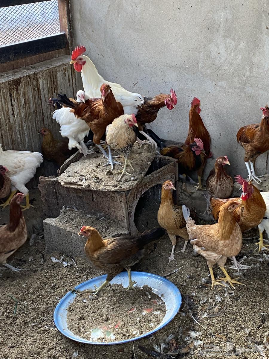 دجاج بياض وديوك64451713634563110