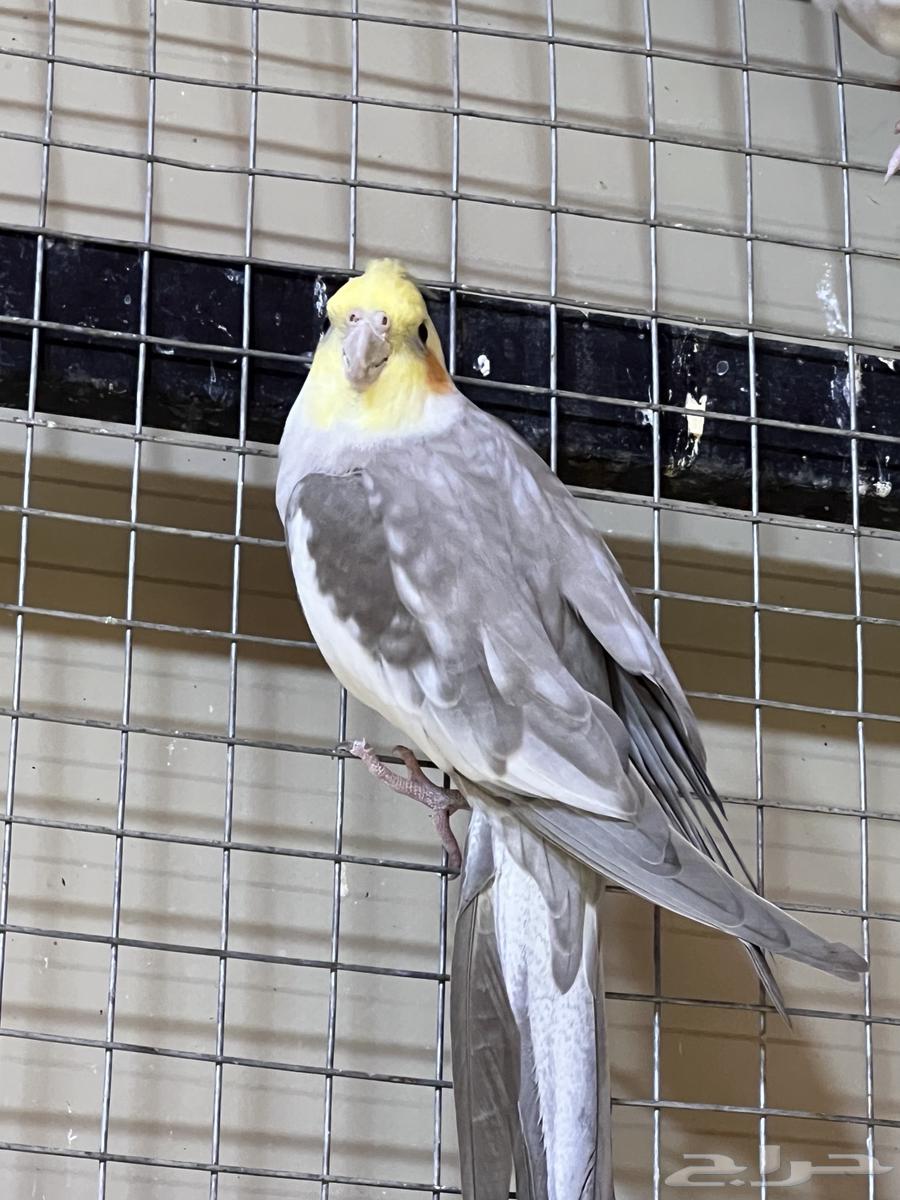 ذكر كروان سينامون نورمال منتج شرط64450050191363112