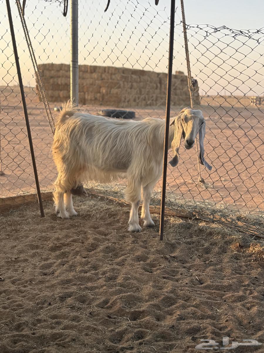 عنز مشروكه طيبه64450838584961110