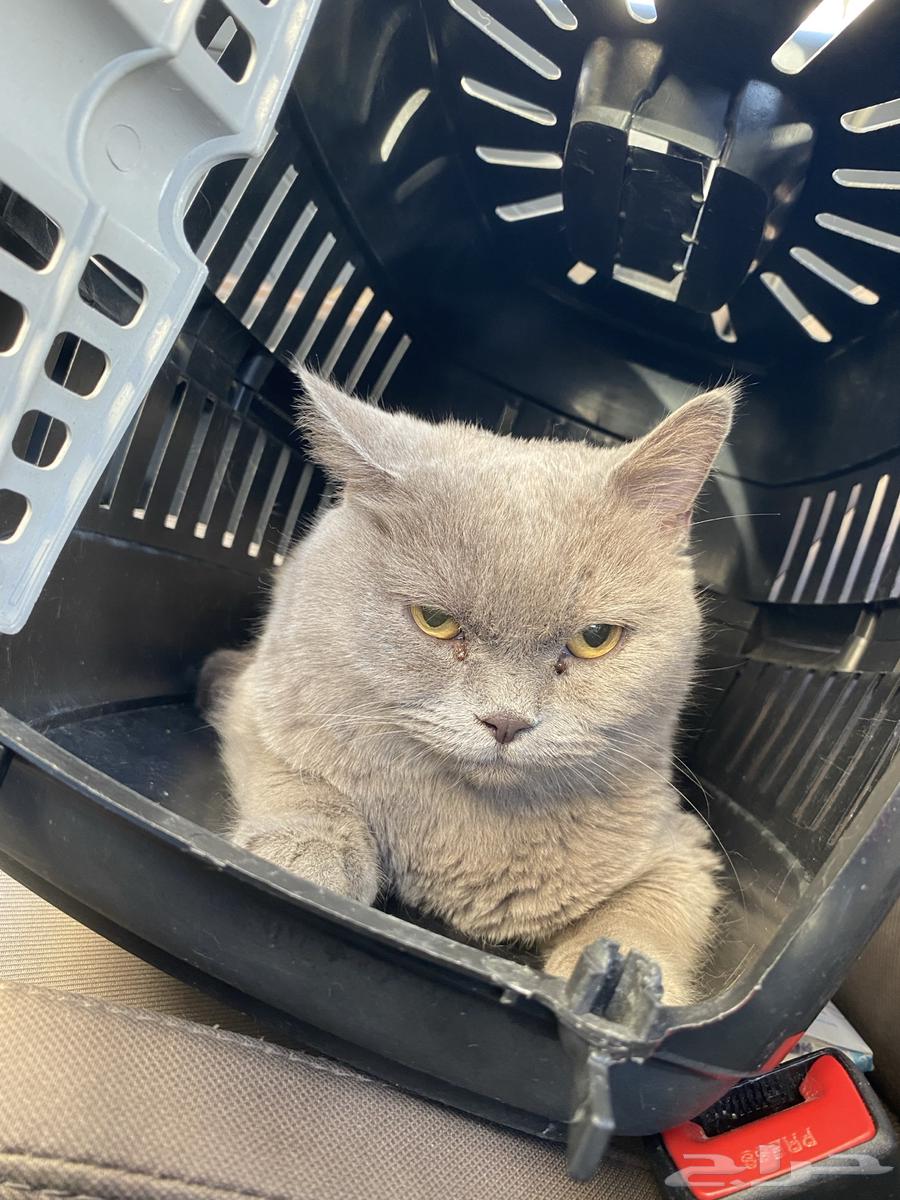 قطة للبيع64453944268545111