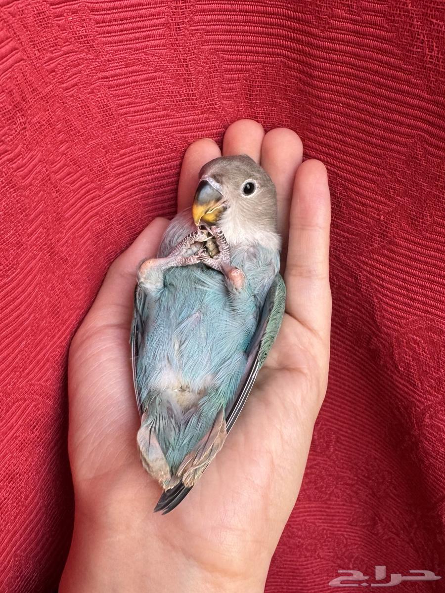 ( تم البيع الله يبارك ) طير روز اليف هدد نشبهه مناسب ل64455549601921110