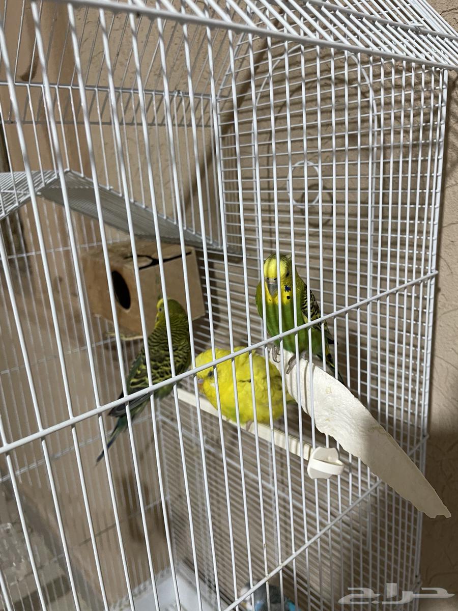 للبيع طيور الباجي64456626188675112