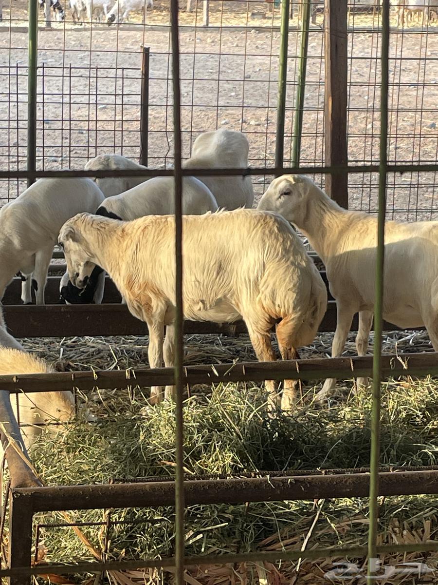 غنم رفيديات العدد 17 فيها 2 ولد وفيها دفيع الغنم ممتازة ا64451096222338113