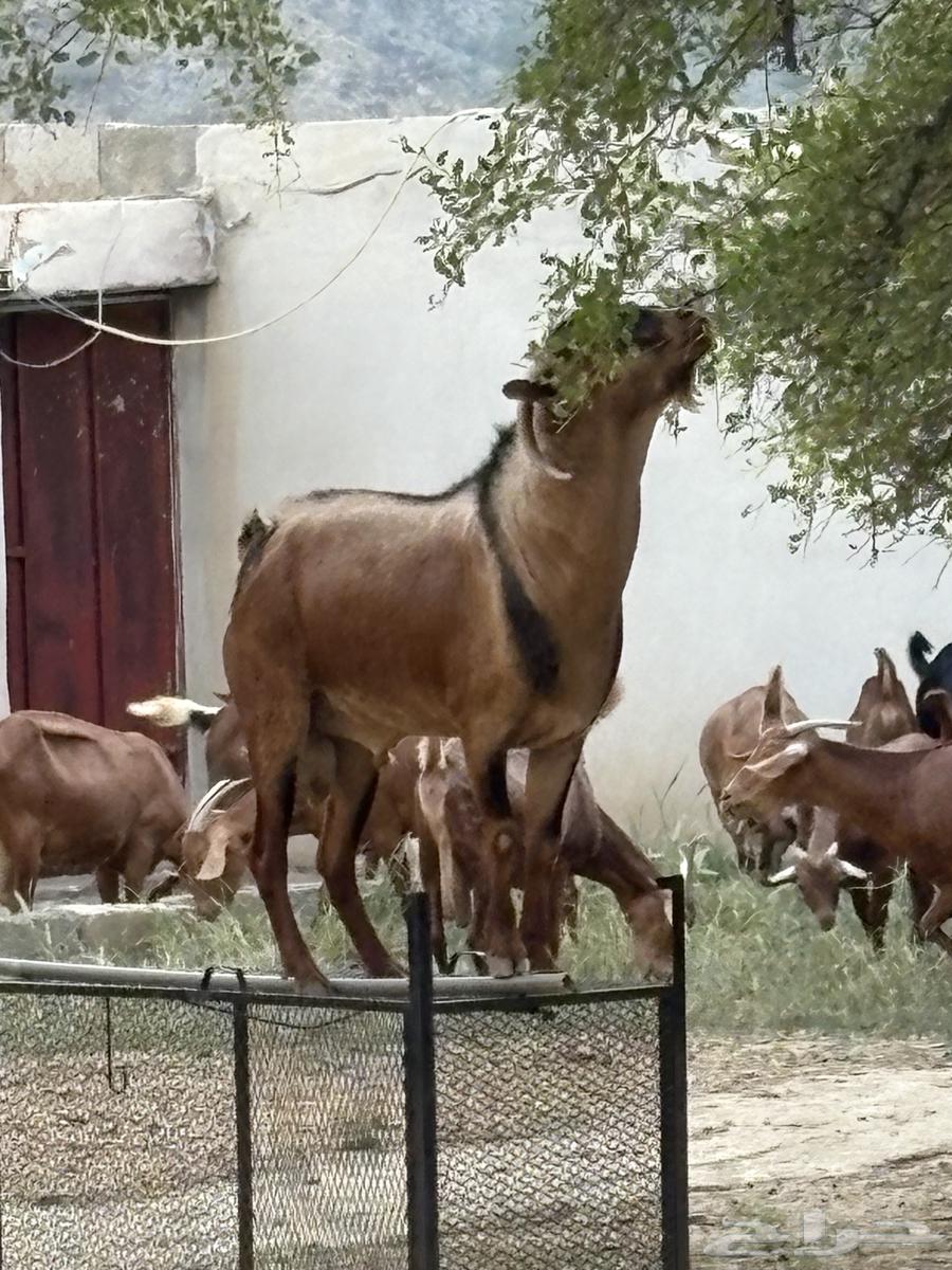 Conditioned buck goat64454825892483112