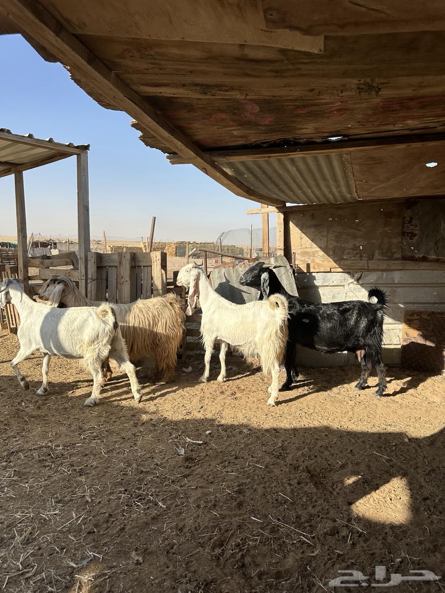 Goat Mashariq Dafee64451109634307112