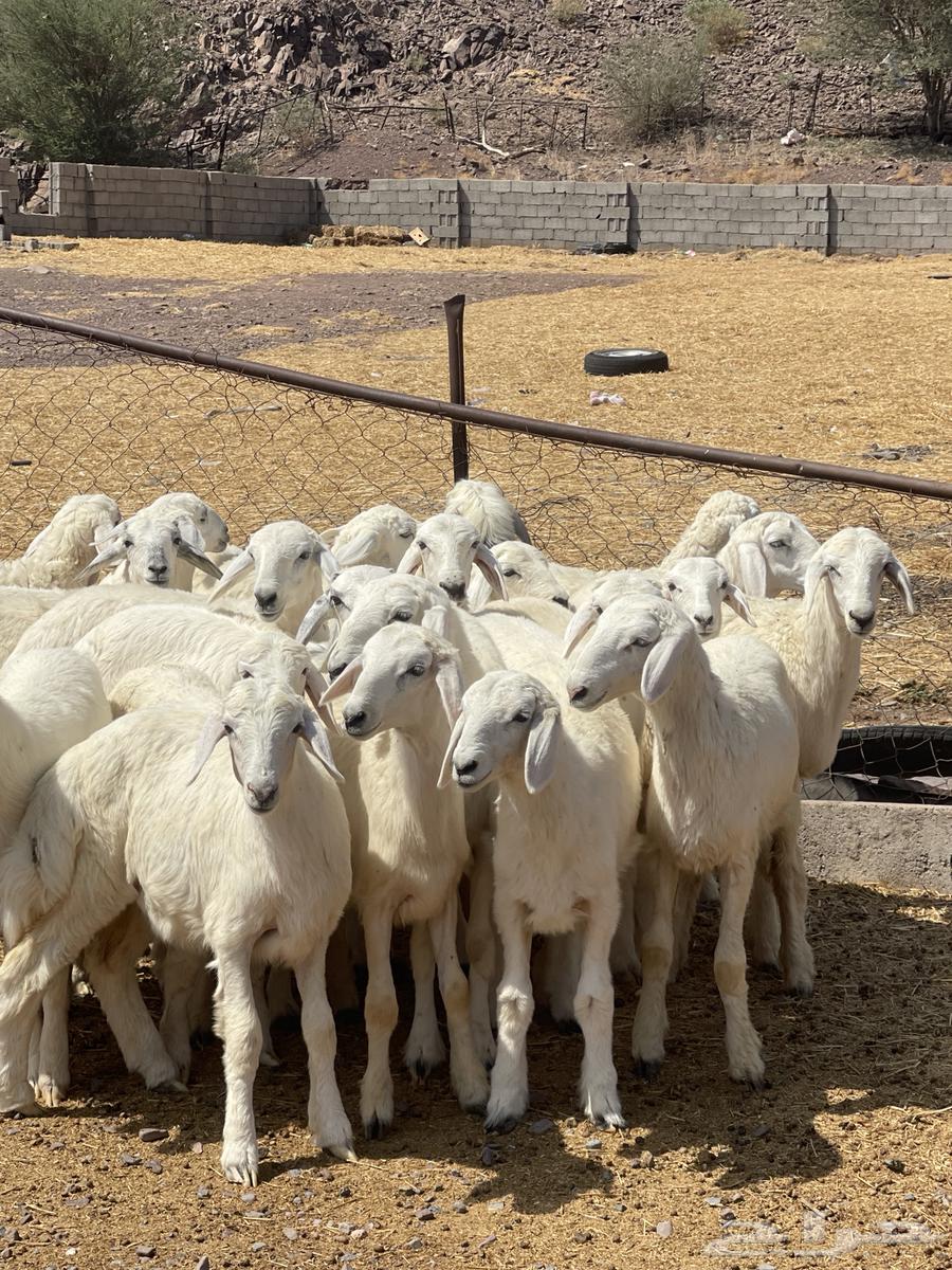 رخال ( تم البيع )64453024776578113