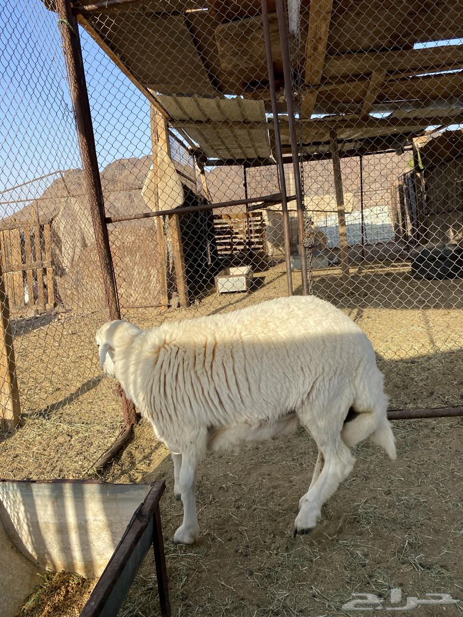 للبيع طلي64452211472386112