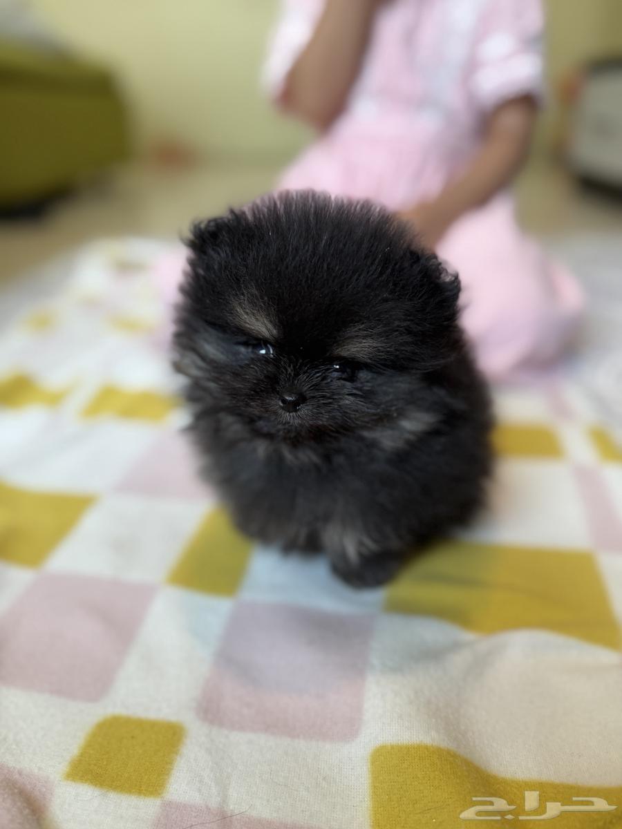Cookie - Pomeranian Super Mini (Sold)64456558290433111