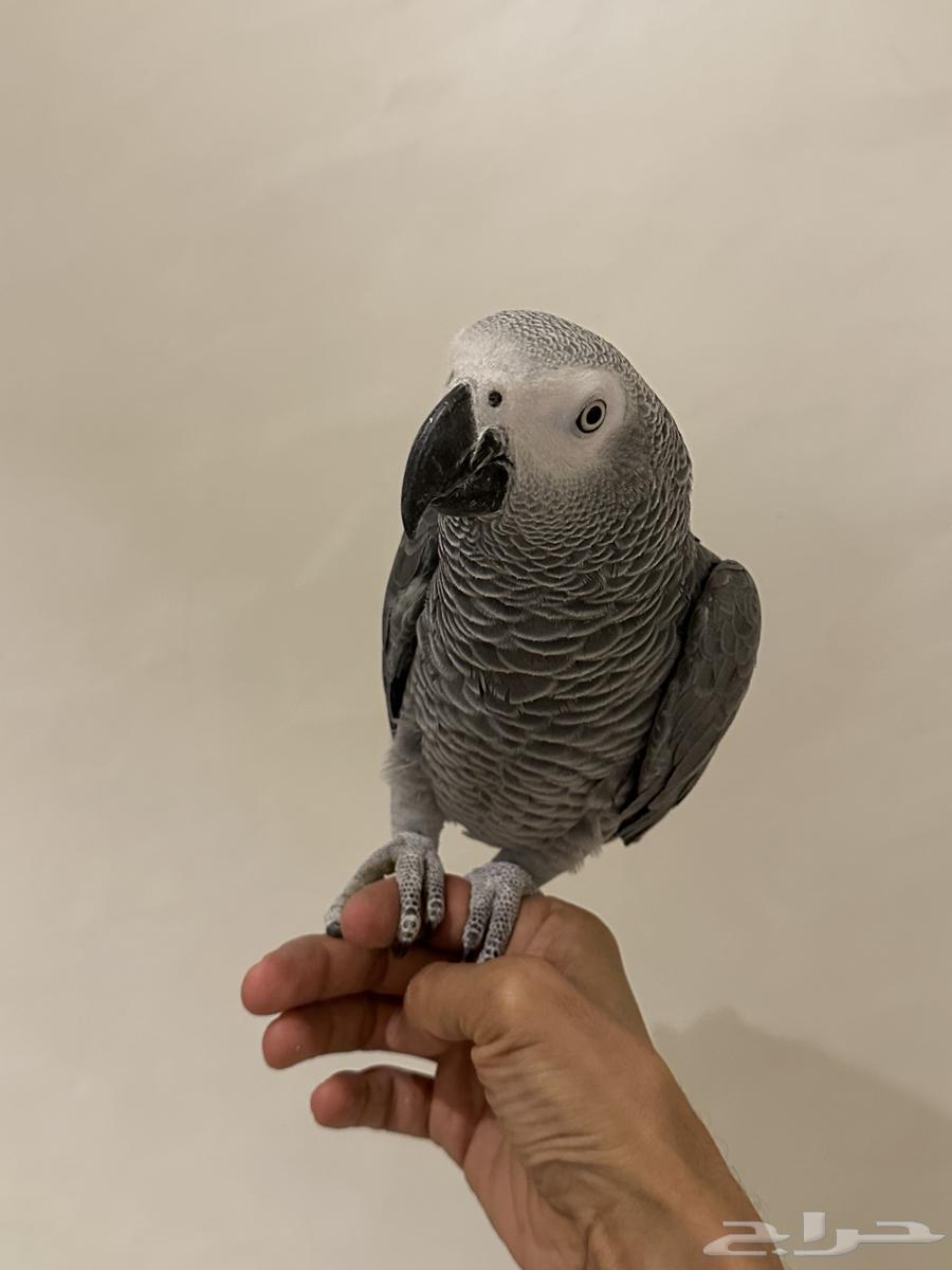 فرخ كاسكو كبتن ( تم البيع )64451002167811113