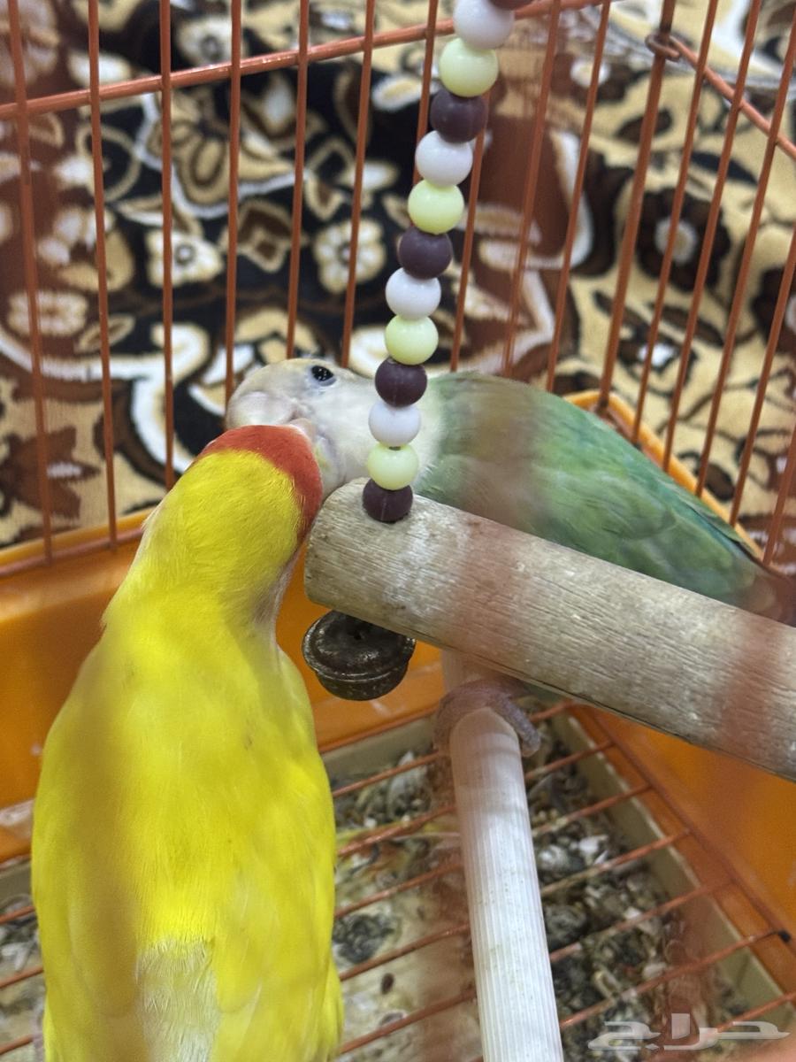 للبيع ذكر وأنثى روز أليف64454427426050112