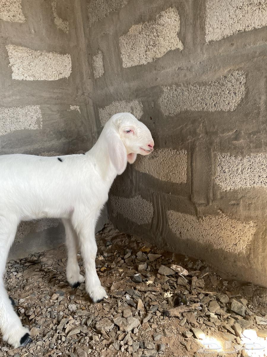 رخل عمره شهر طيبة صنف أبوها طيب64453147560193110