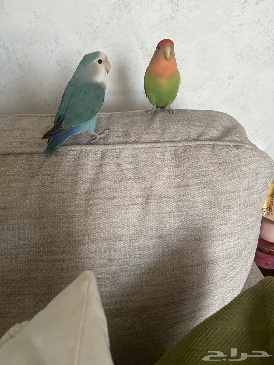 روز للبيع64452442700419111