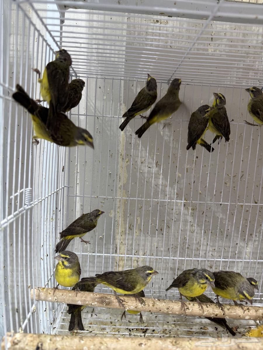 African Jasmine - Palm Zebra (Pair and Single)64456241048065110