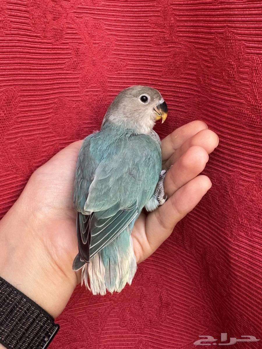 ( تم البيع الله يبارك ) طير روز اليف هدد نشبهه مناسب ل64455549601921112