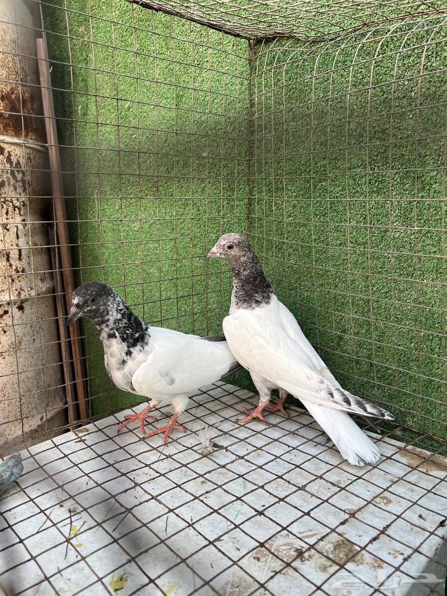 حمام بكستاني طبات تم البيع64454618908674110