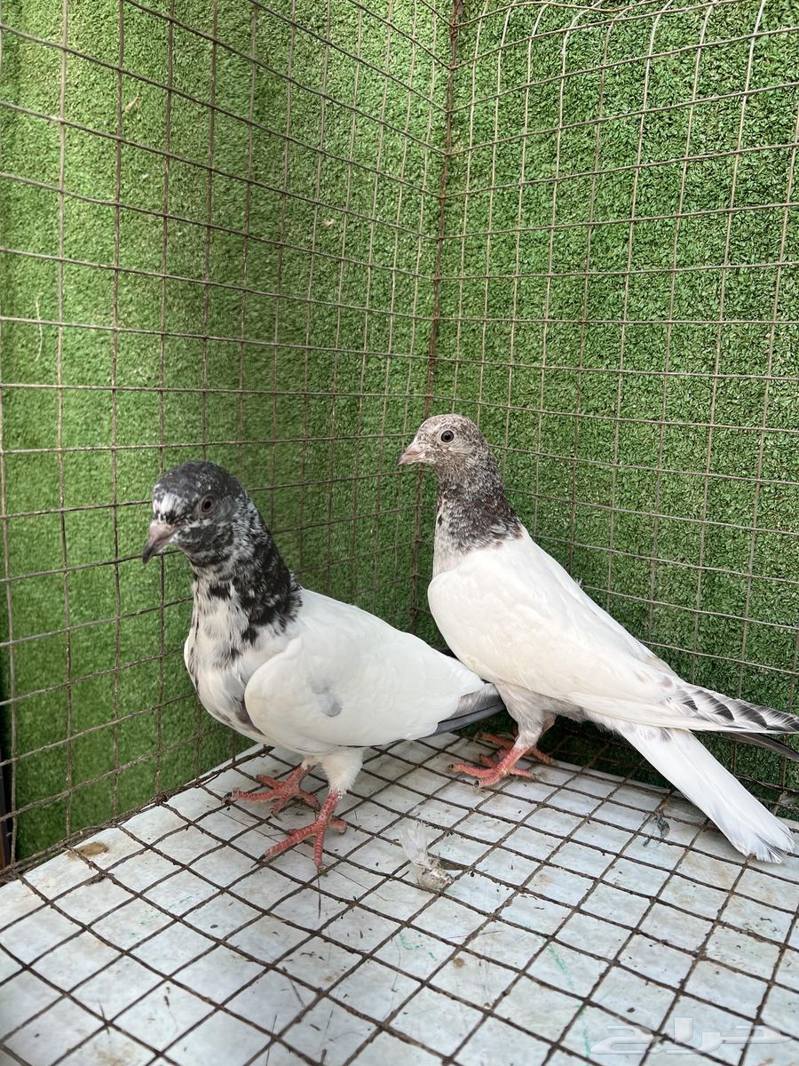 حمام بكستاني طبات تم البيع64454618908674113