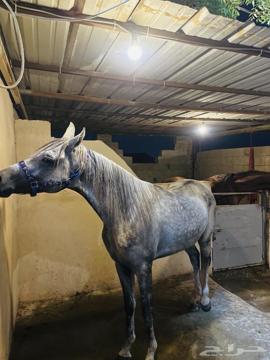 تم البيع حصان شعبي للبيع64450211634561111