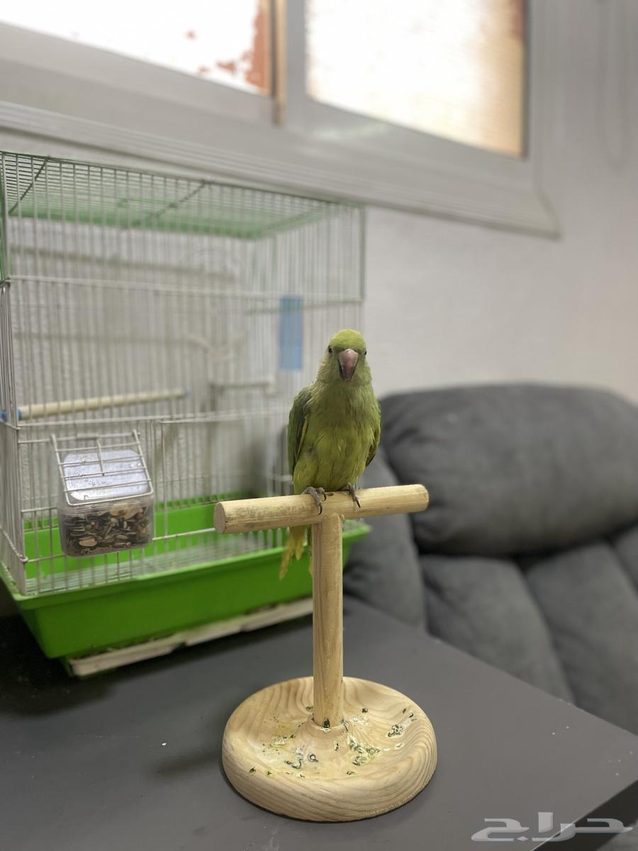 ببغا دره للبيع المستعجل 25064454179781635111