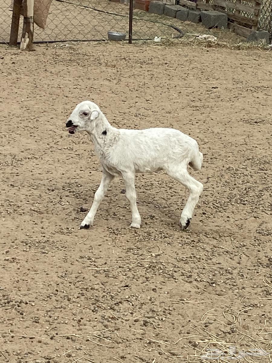 A camel nursing a goat and a sheep64454880828929112