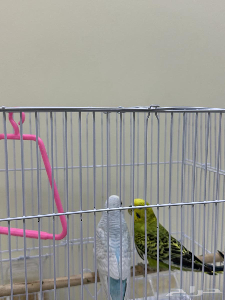 Lovebirds64457036691841110