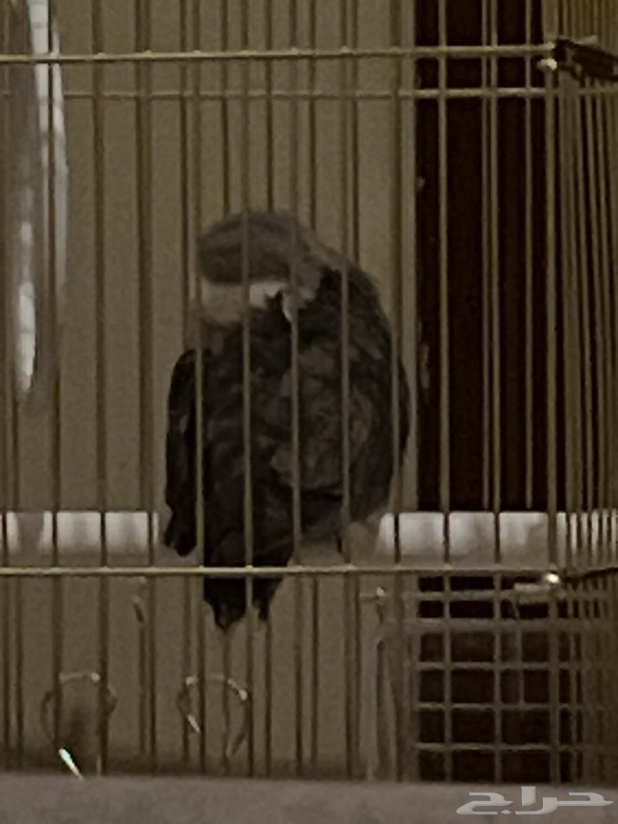 طير روز العمر 5 شهور اليف مايعض للبيع على السوم64453093229313111