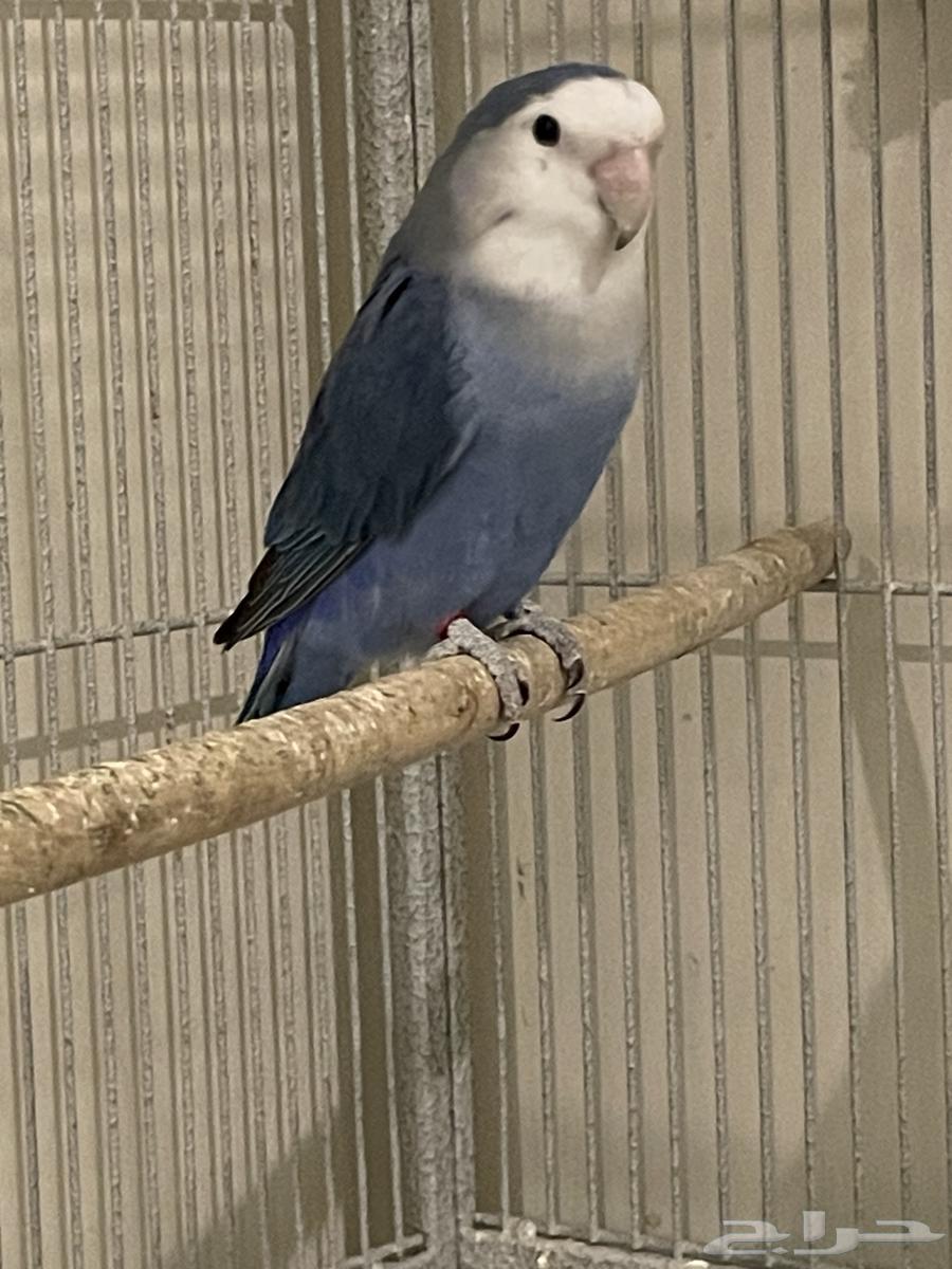 أنثى روز دارك بلو منتجه64452847802241111