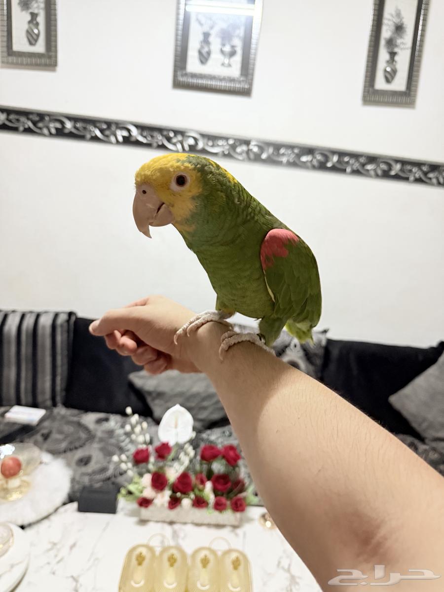ببغاء أمازوني دبل يلو هيد ماقنا تم البيع64449757036929111