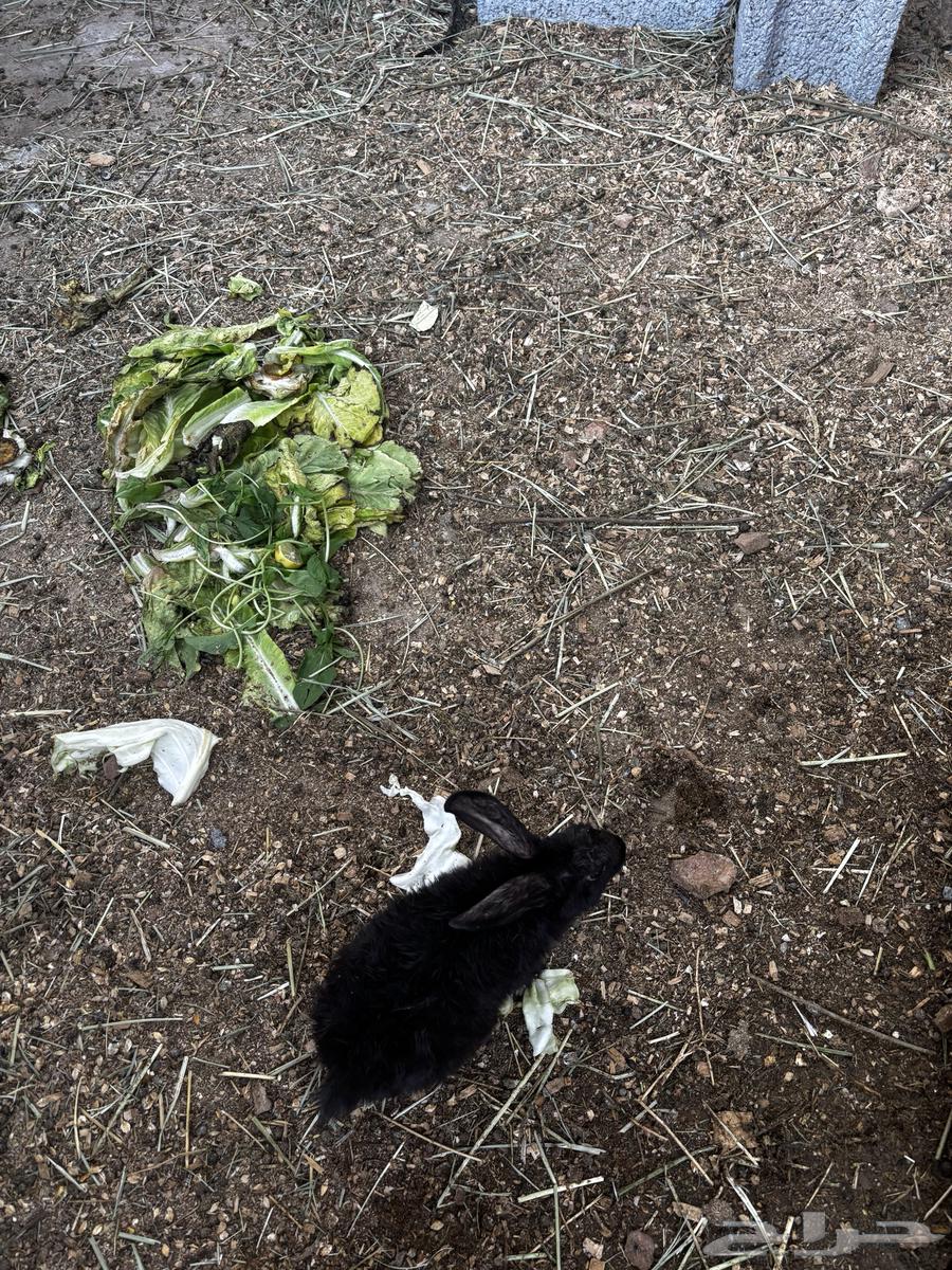 ارانب للبيع64456157934467114