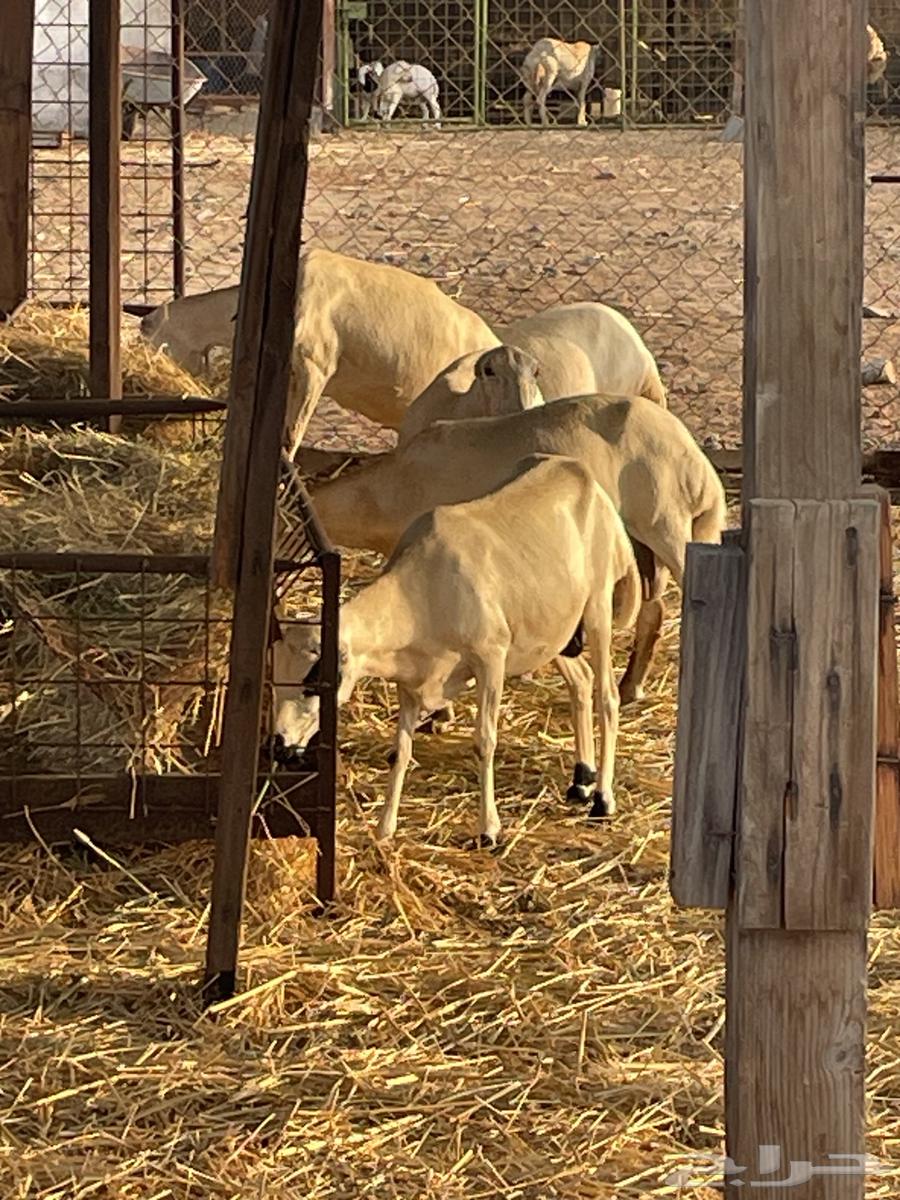 غنم رفيديات العدد 17 فيها 2 ولد وفيها دفيع الغنم ممتازة ا64451096222338111