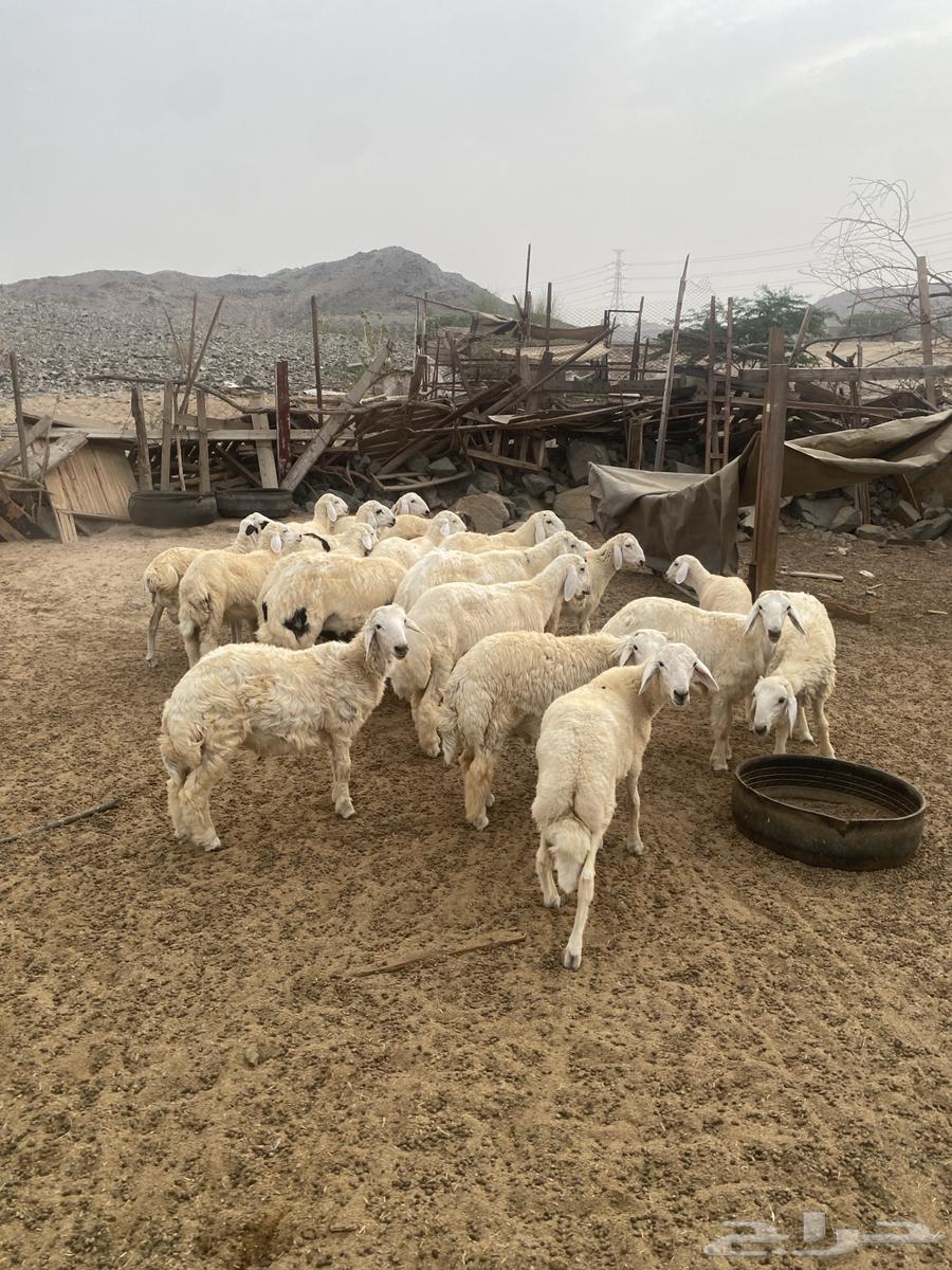 Fresh meat and goats available with Tabby installment64453011172611113