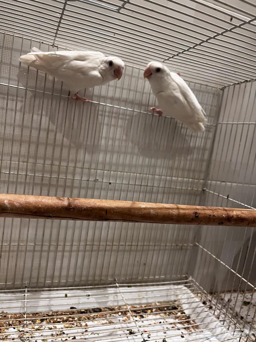 زوج روز البيون منتج سعر ممتاز جدا64455768841857112