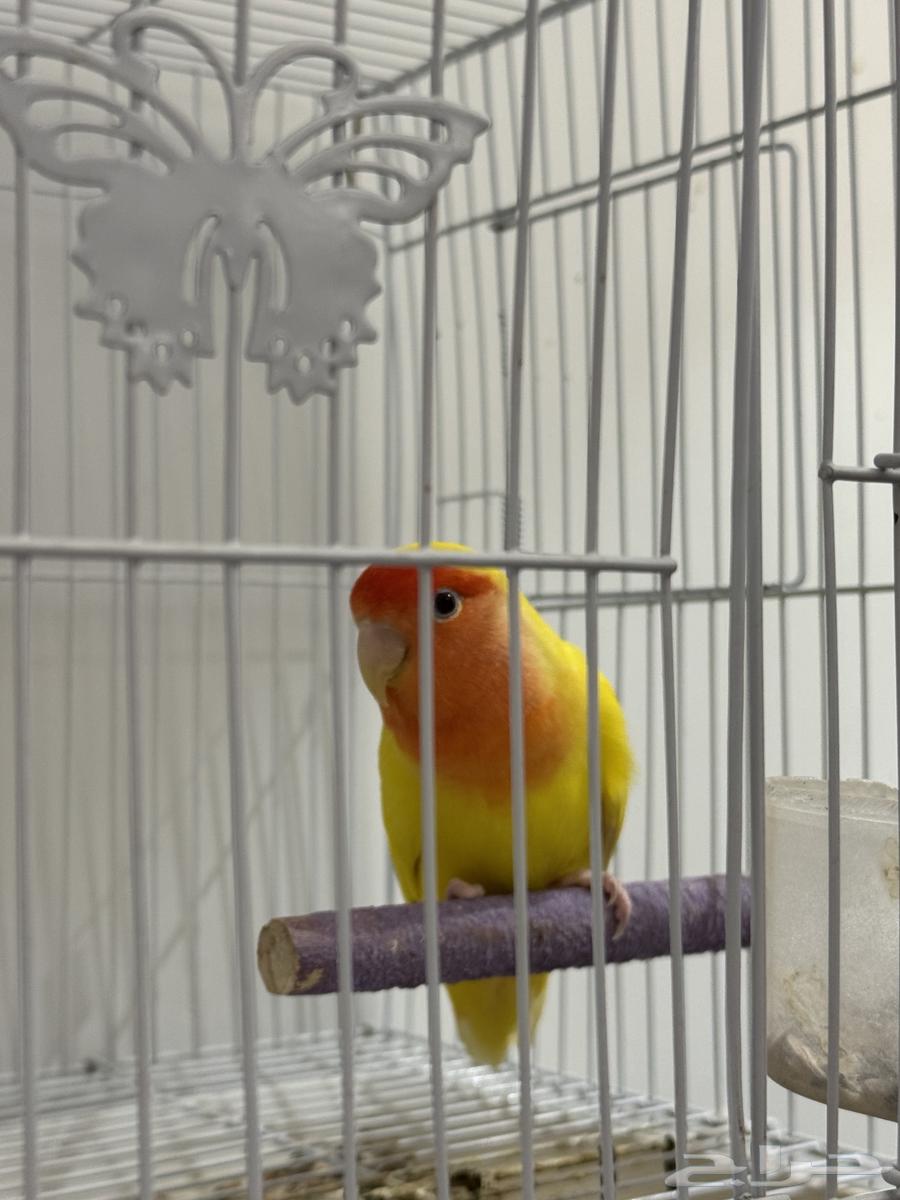 My breeding pair with eggs64454577998465111