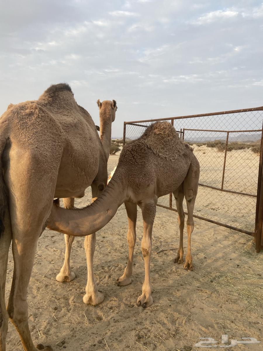 قعدان للبيع64457391583105110