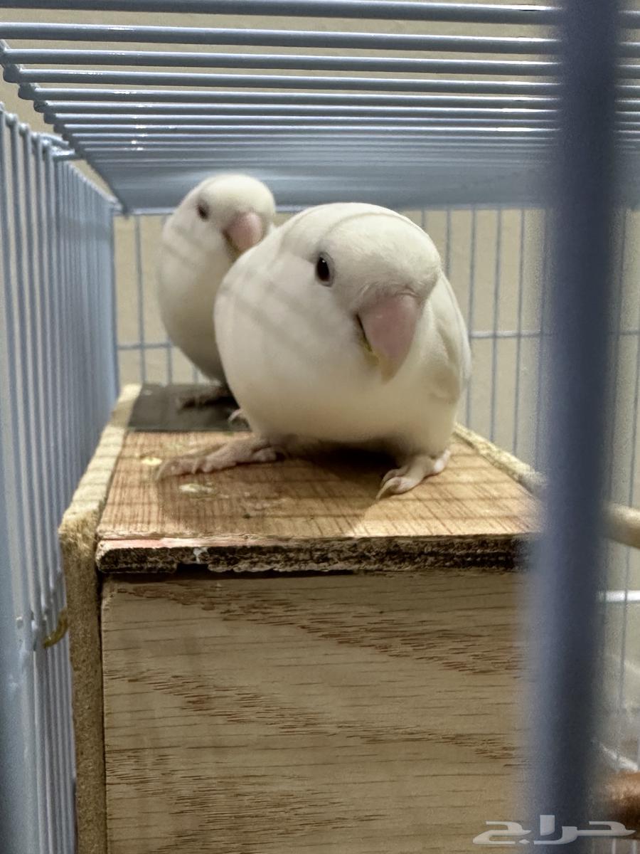 روز بينو عيون حمر.  عمره سنه تقريبا64455440742274110